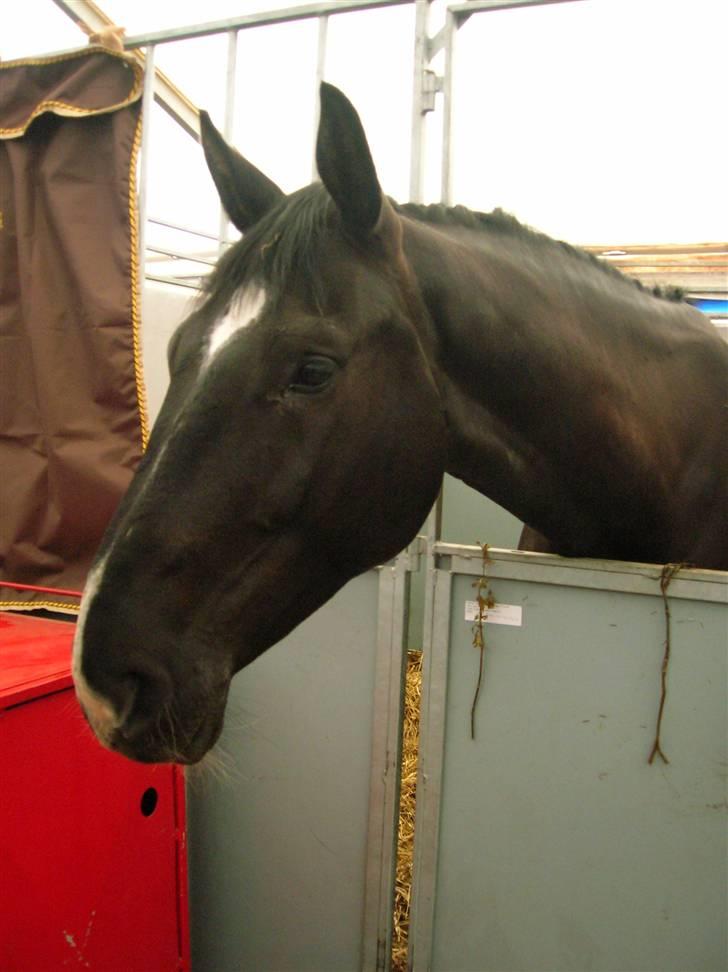 Hollandsk Varmblod Zorro # R.i.p # <3 - Zorro i boksen på mors 2009. billede 5
