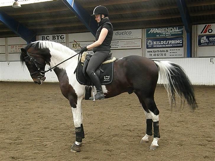 Pinto Hoelgaard´s Young Gun  - Pim med Helle på ryggen ;) billede 13