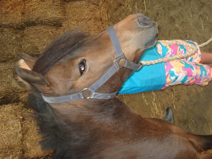 Anden særlig race bamse - bamse billede 1