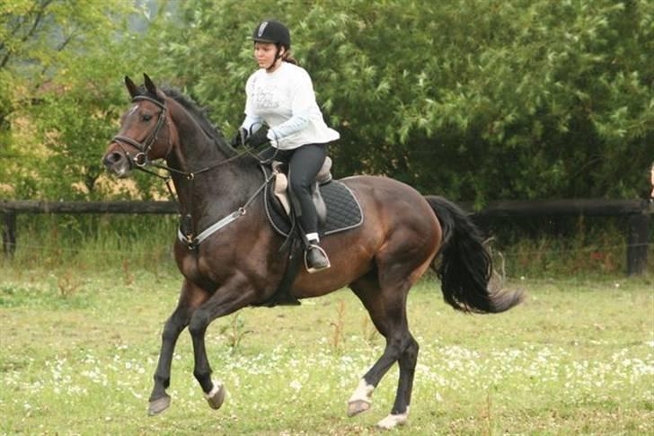 Dansk Varmblod Stenvænge Pomona - Wee, Galop (: billede 2