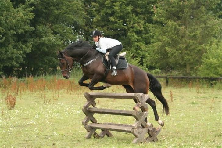 Dansk Varmblod Stenvænge Pomona - Hopsa (: Daniela rider hende (: billede 4