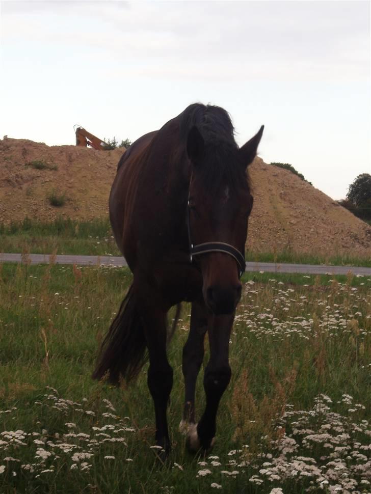 Dansk Varmblod Stenvænge Pomona - Idaaa, kom her (: billede 6