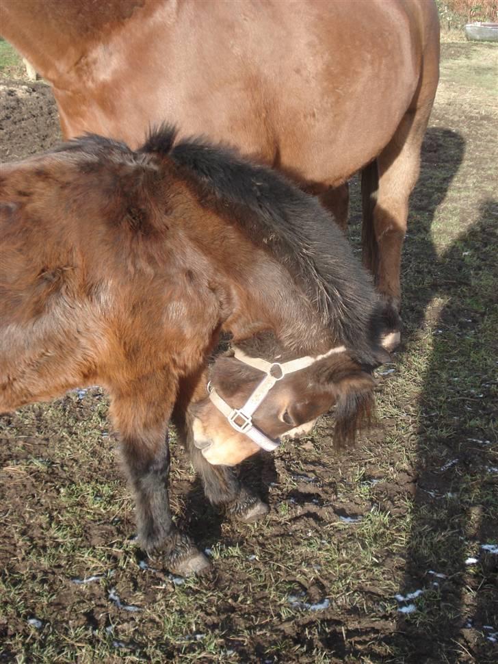 Anden særlig race bamse - åh den vinterpels kan klø billede 2