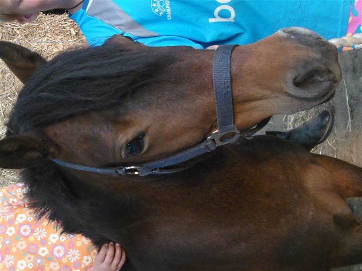 Anden særlig race bamse billede 3