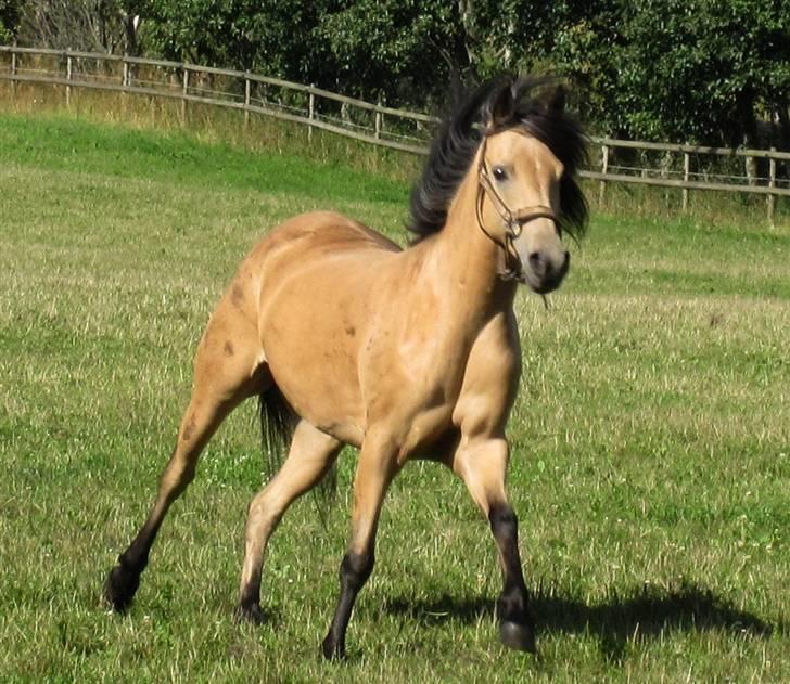 Anden særlig race Shanon B-pony - på folden hjemme ved far billede 8