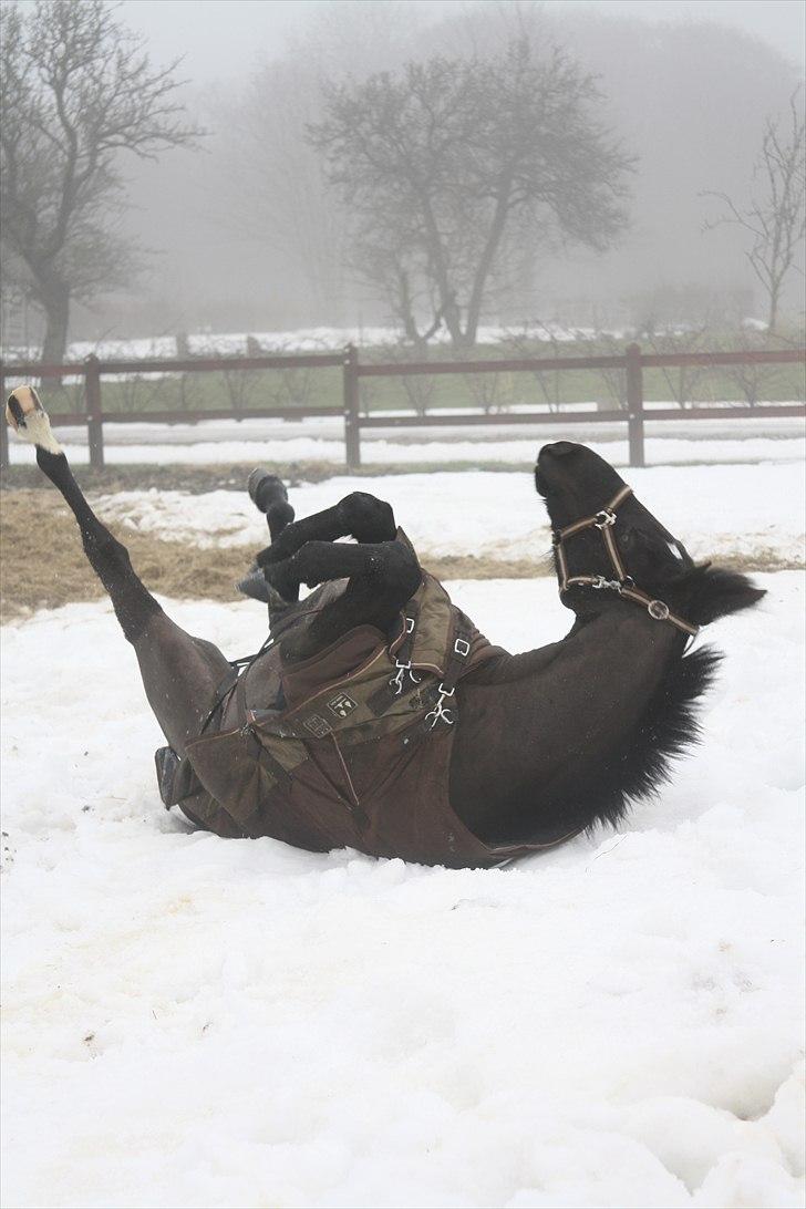 Anden særlig race Indy Boy. (Solgt) - Vinter 2011.  billede 16