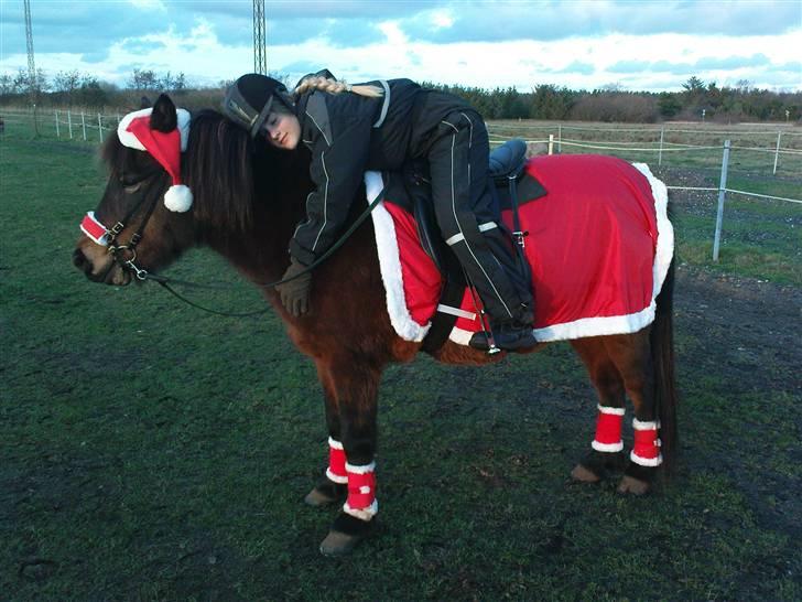 Islænder Björk fra Juelsgård - Min lille julegris<3 billede 3