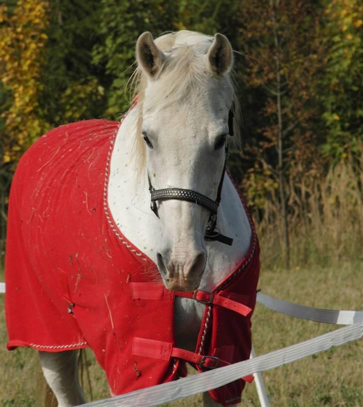 Shagya Araber (SH) Cargash - Velkommen til Cargash profil. :D billede 1