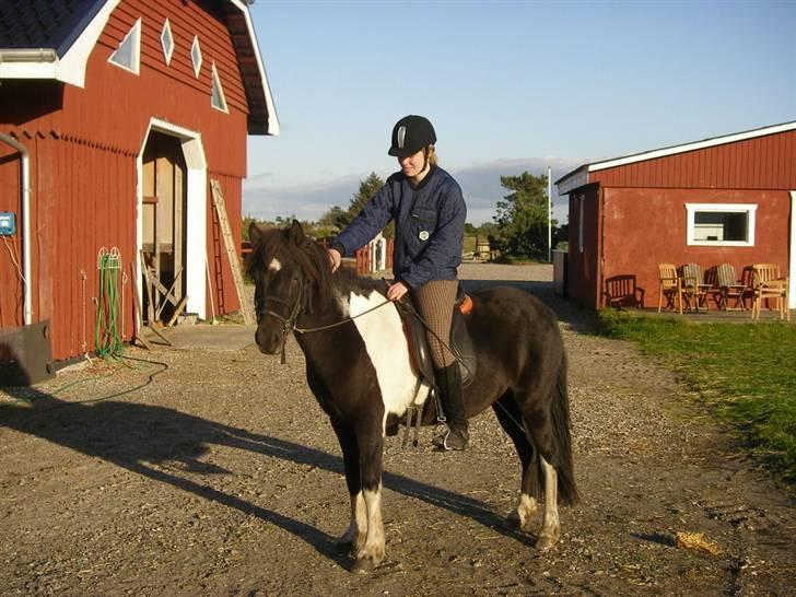 Islænder Frenja fra SimmelkærSOLGT billede 1