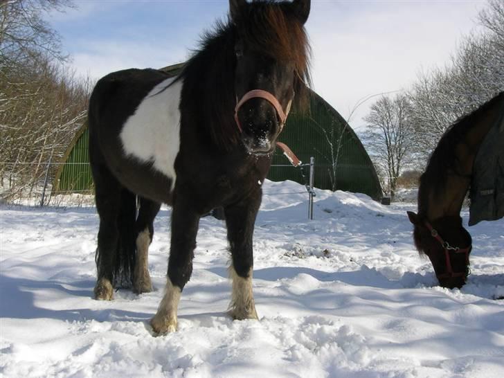 Islænder Frenja fra SimmelkærSOLGT billede 2