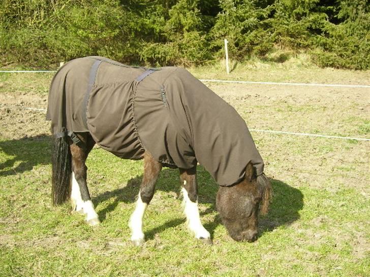 Islænder Frenja fra SimmelkærSOLGT billede 3