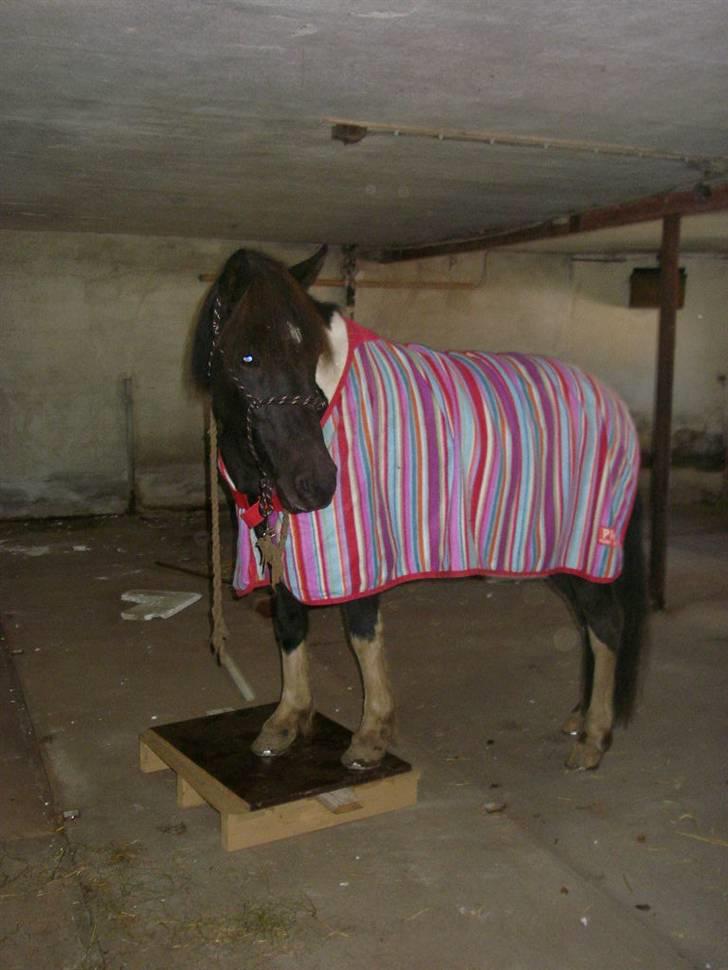 Islænder Frenja fra SimmelkærSOLGT billede 4