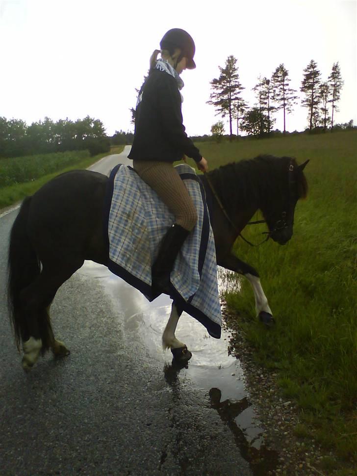 Islænder Frenja fra SimmelkærSOLGT billede 5