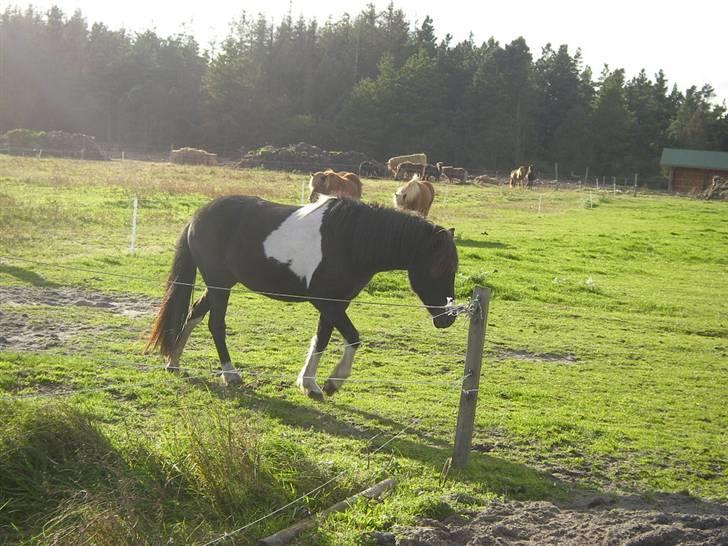 Islænder Frenja fra SimmelkærSOLGT billede 6