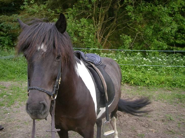 Islænder Frenja fra SimmelkærSOLGT billede 7