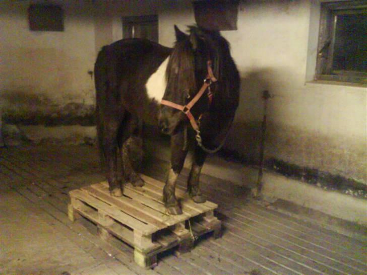 Islænder Frenja fra SimmelkærSOLGT billede 8