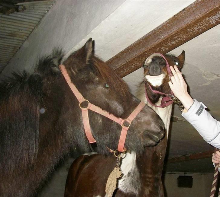 Islænder Frenja fra SimmelkærSOLGT billede 9