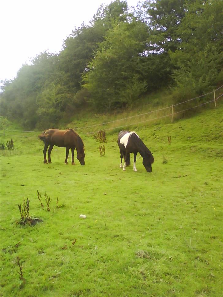 Islænder Frenja fra SimmelkærSOLGT billede 10