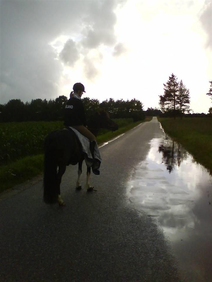 Islænder Frenja fra SimmelkærSOLGT billede 11