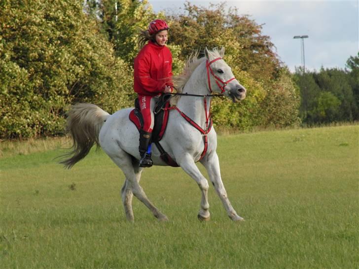 Shagya Araber (SH) Cargash - Cargash & Amanda på marken. billede 2