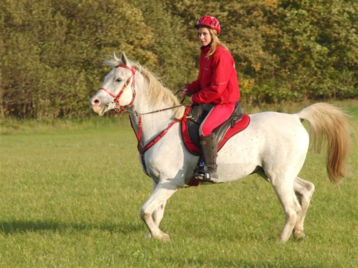 Shagya Araber (SH) Cargash - Og igen. :b billede 3