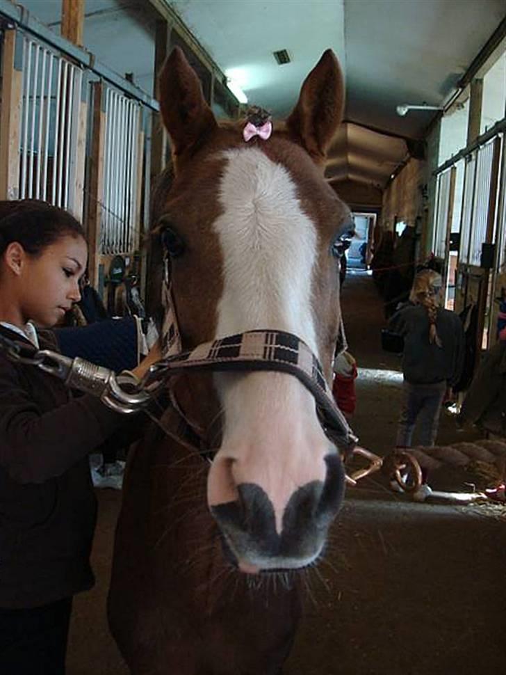 Anden særlig race Chinchika - R.I.P. - Haha fjolle pony ! <3 billede 12