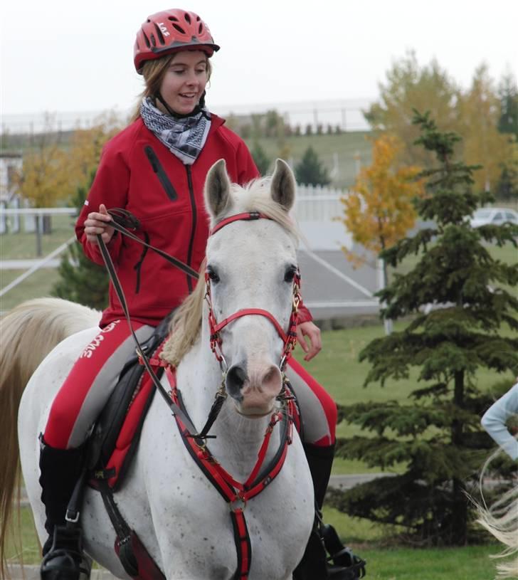 Shagya Araber (SH) Cargash - Dagen før stævnet i Tjekkiet. | Skal ride 120 km. billede 4