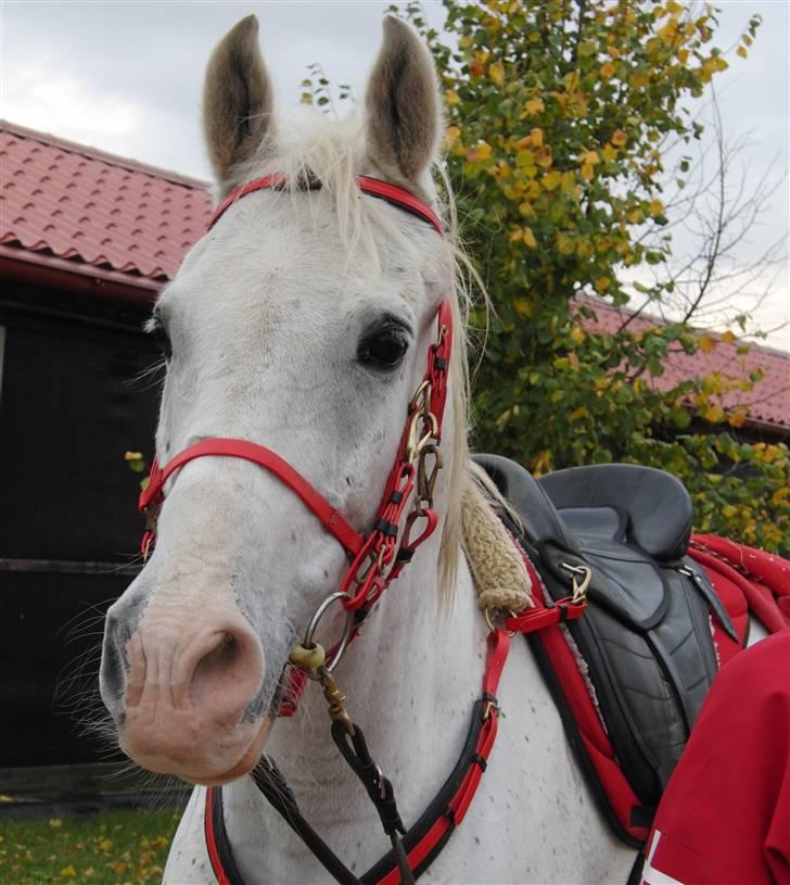 Shagya Araber (SH) Cargash - Og igen. ^^ billede 5