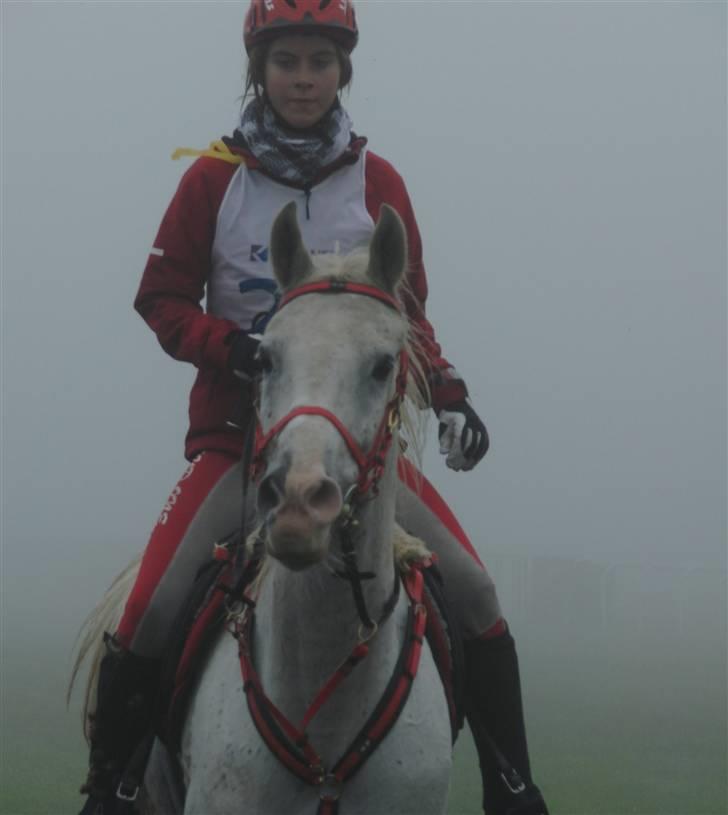 Shagya Araber (SH) Cargash - Cargash & Amanda på vej ind til 2 vet. billede 6