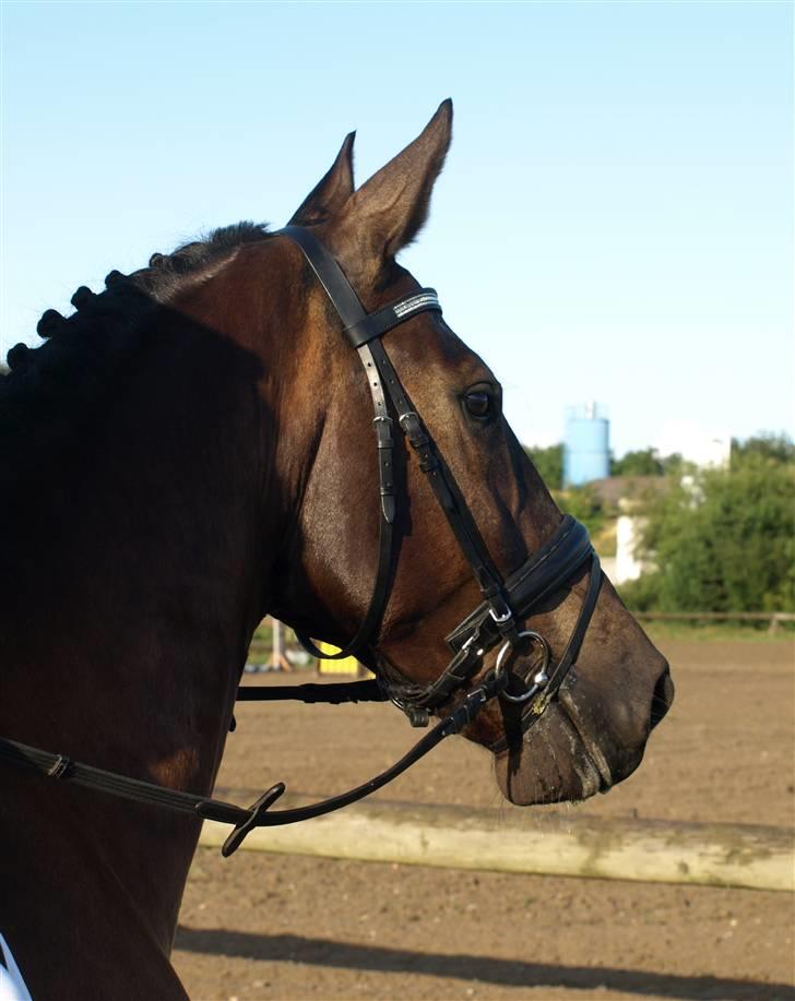 Oldenborg Østrupgård Primus - shit stå du der billede 17