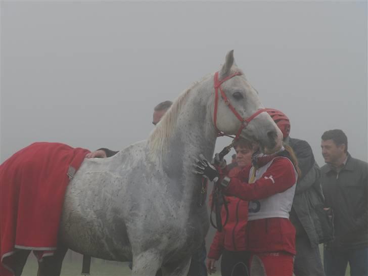 Shagya Araber (SH) Cargash - Dyrlægetjek. (: billede 7