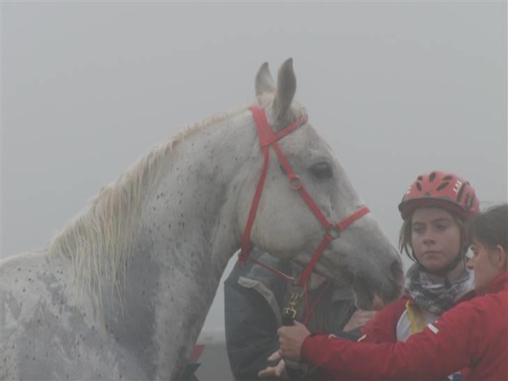 Shagya Araber (SH) Cargash - Dyrlægetjek. | Det var godt nok meget tåget den dag. billede 8