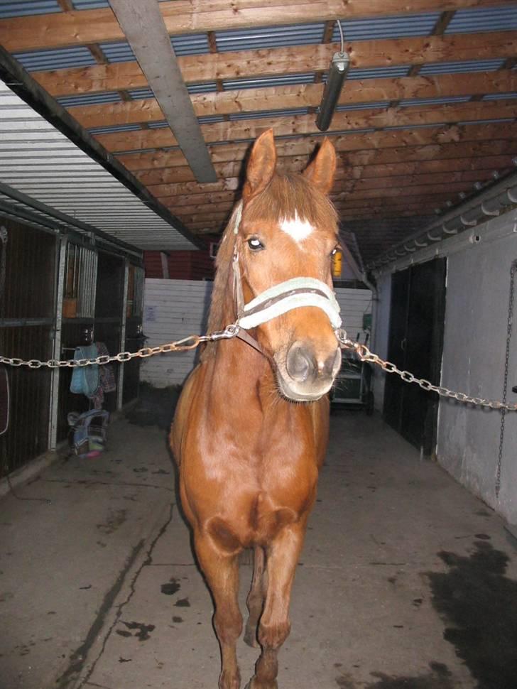 Anden særlig race avelon "solgt" - 29/10-08 billede 14