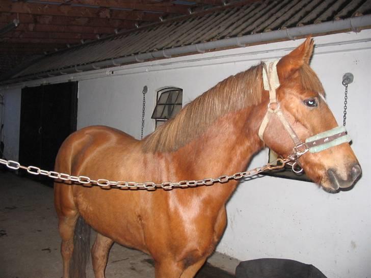 Anden særlig race avelon "solgt" billede 15