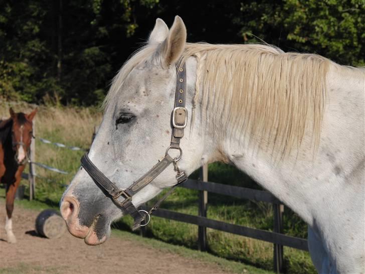 Shagya Araber (SH) Cargash - Cargash på sommerfold. <3 billede 9