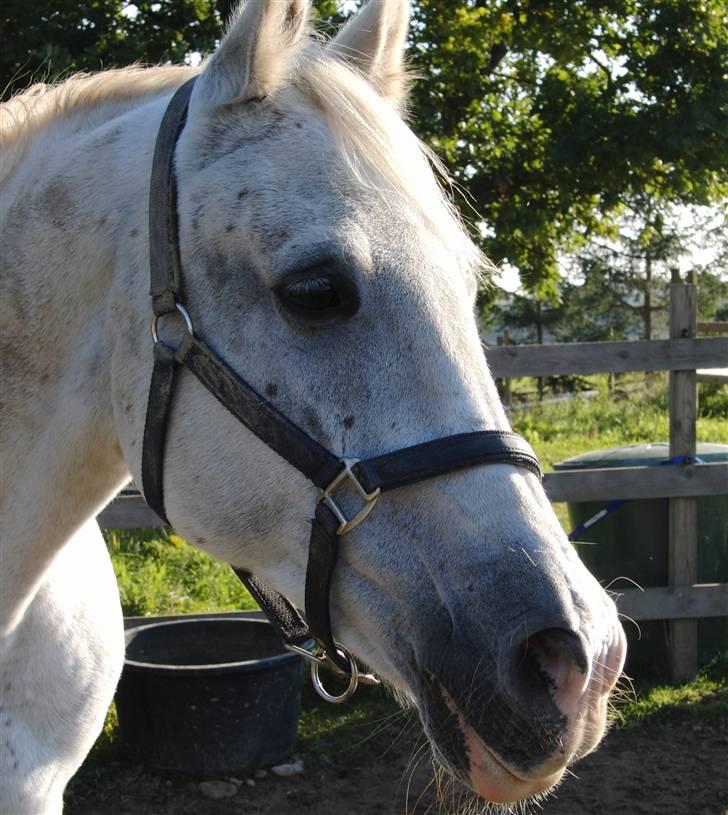 Shagya Araber (SH) Cargash - Skøn sensommer dag. ^^ billede 10