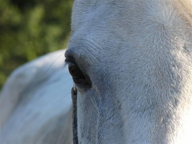 Shagya Araber (SH) Cargash - Cargash smukke øje. billede 11