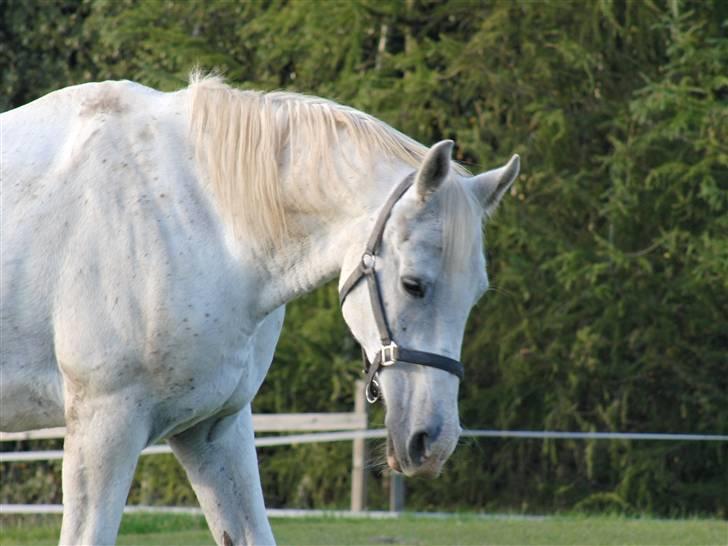 Shagya Araber (SH) Cargash - Cargash. <3 billede 12