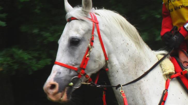 Shagya Araber (SH) Cargash - Stævnet i Holland | 120 km. billede 13