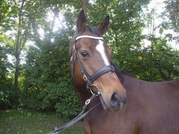 Dansk Varmblod Anais<3<3 SOLGT /': <3 billede 20