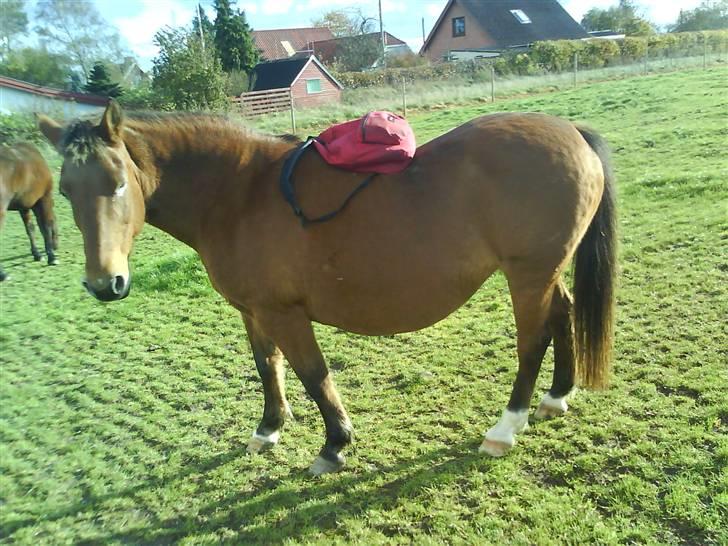 Anden særlig race Djanna - Så. . Nu er hun klar til skole ;D billede 11