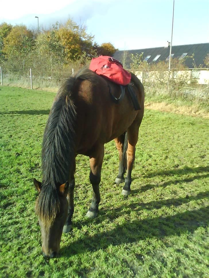 Anden særlig race Jobbe billede 18