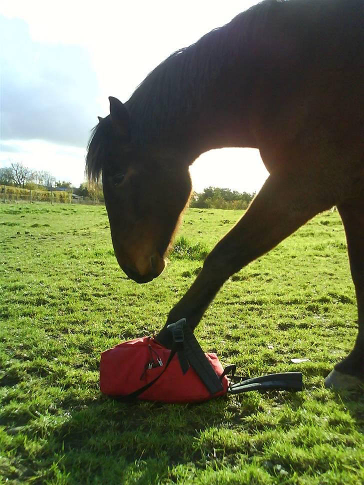 Anden særlig race Jobbe billede 19