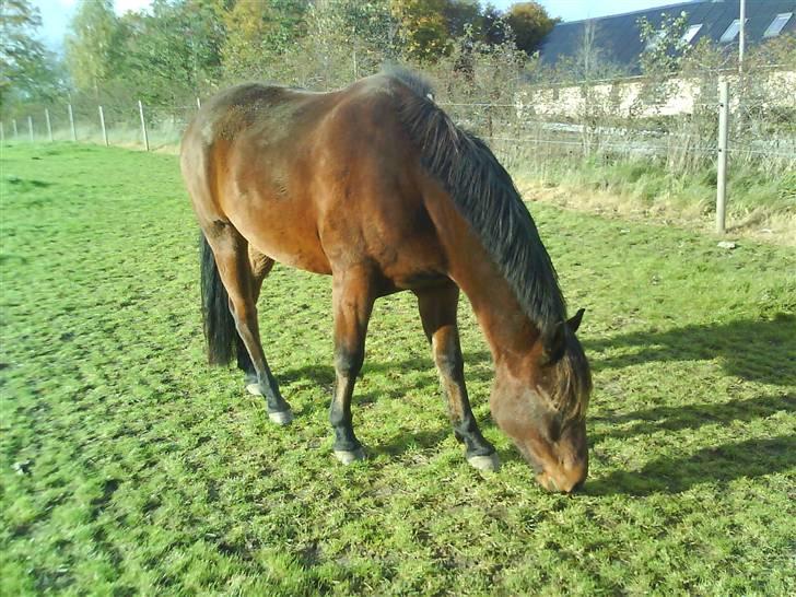 Anden særlig race Jobbe billede 20