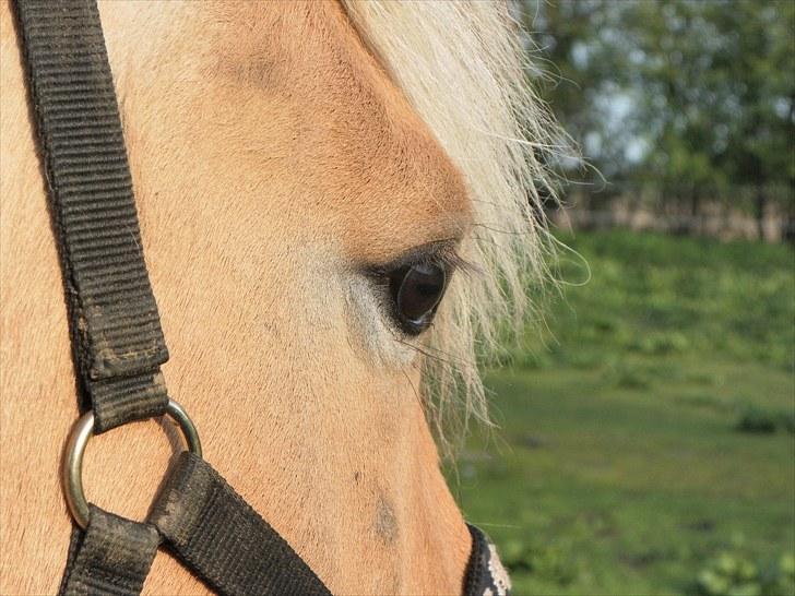 Fjordhest Larsen  "Lasse" solgt - Larsen første dag ude som vallak, den bette dreng er så kær billede 13