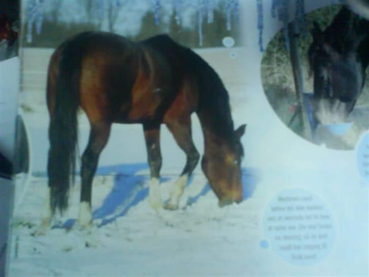 Hollandsk Varmblod Lady Alette +Sov Godt+ - Lady Alette i Ridehesten Junior December 2008 :) billede 15