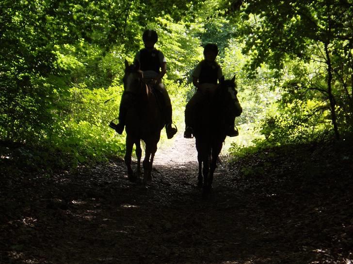 Anden særlig race Bum-Bum  *SOLGT* billede 12