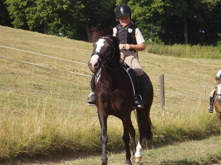 Anden særlig race Bum-Bum  *SOLGT* billede 14