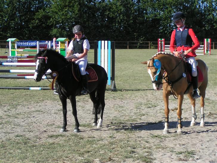 Anden særlig race Bum-Bum  *SOLGT* billede 16