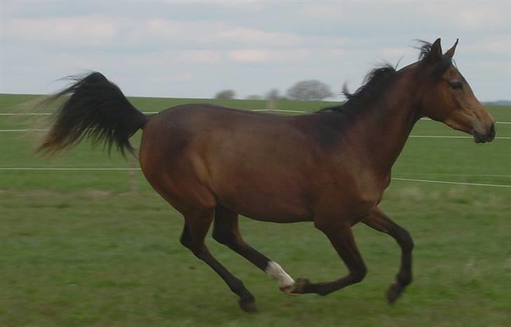 Arabisk fuldblod (OX) Heavens Athene  - Masser af dejlige billeder af Athene på marken. billede 6